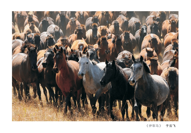 �������������Ʒ�